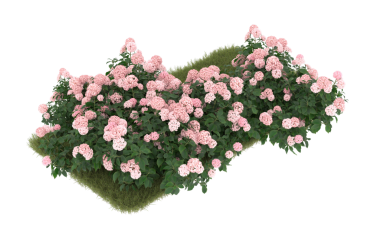 Bush ile pembe çiçekler