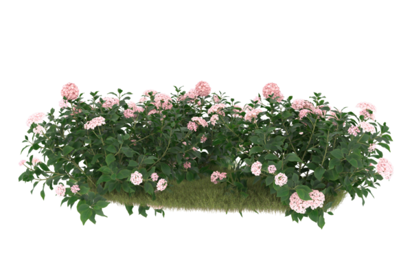 Beyaz arka planda pembe gül.