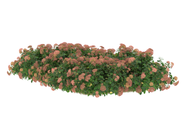 yeşil bitki beyaz arkaplanda izole edildi