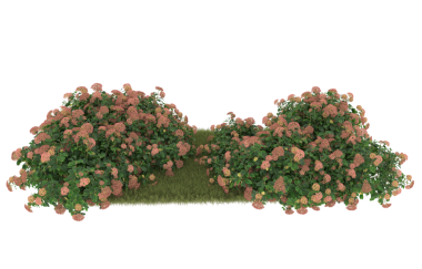 ağaç izole yeşil yaprakları ile