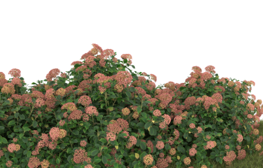 Siyah arka planda izole edilmiş güzel bir çiçeğin 3 boyutlu görüntüsü