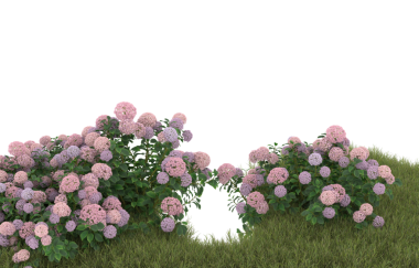 Siyah arkaplanda çiçek açan 3D görüntüleme