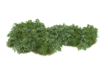 Beyaz arkaplanda izole edilmiş yeşil bir çalılığın 3 boyutlu görüntüsü