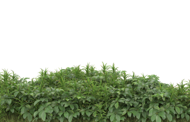 Siyah arkaplanda yeşil yaprak