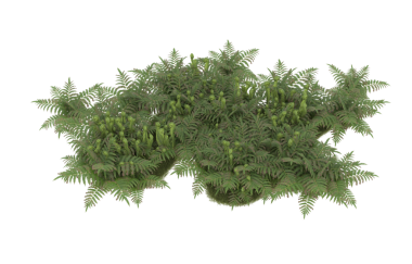 Siyah arka planda izole edilmiş yeşil bir bitkinin 3 boyutlu görüntülenmesi