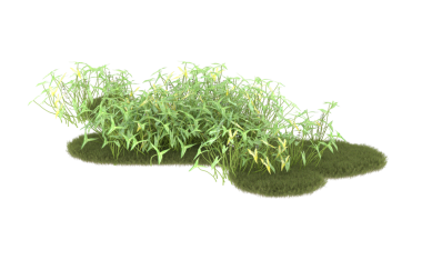 Beyaz arka planda izole edilmiş çimenler. Kesme yolu ve dahil