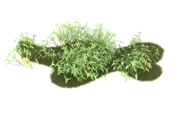 Beyaz arkaplanda yeşil yosun izole edildi