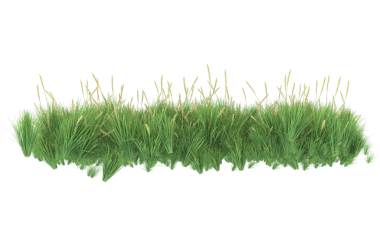 Beyaz arka planda izole edilmiş yeşil bir çimenin 3 boyutlu görüntüsü