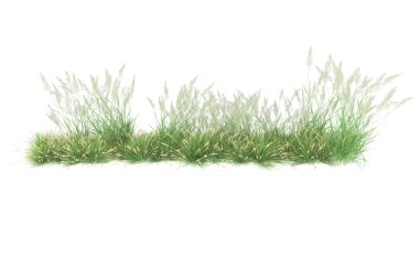 Yeşil çimenler izole. Beyaz arka planda izole edilmiş çimenler. resimleme.