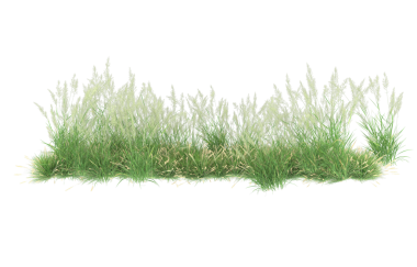 İzole yeşil çimenler. 3 boyutlu illüstrasyon. 3d oluşturma