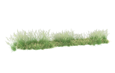 Beyaz arkaplanda izole edilmiş çimenler