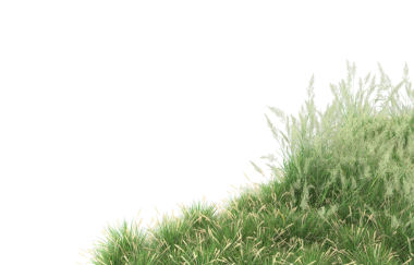 Beyaz arka planda yeşil çimenler, beyaz arkaplanda izole edilmiş.