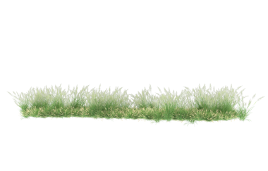 Beyaz arkaplanda yalıtılmış çimenler, eğimli çimenler