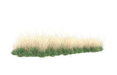 Beyaz arkaplanda izole edilmiş çimenler
