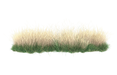 çimenler beyaz arka planda 3 boyutlu