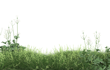 siyah arka plan üzerine güzel bahar çiçekleri