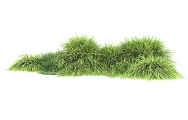 3D çimen bitkisi beyaza izole edilmiş.