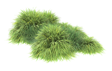 Beyaz arka planda izole edilmiş bir ağaçtaki yosun.