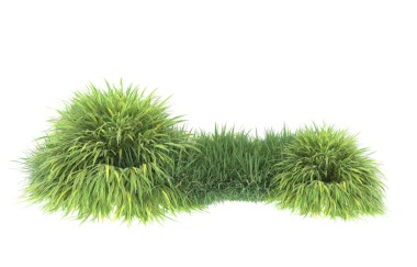 Kürk ağacının beyaz arkaplanda izole edilmiş hali