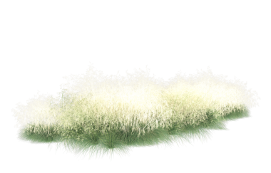 Beyaz arkaplanda izole edilmiş çimenler