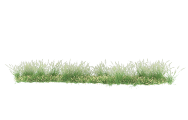 Beyaz arkaplanda yalıtılmış çimenler, eğimli çimenler