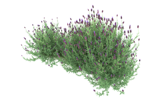 Yeşil çalı beyazda izole edilmiş. 3d illüstrasyon