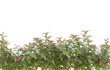 Beyaz arkaplanda ıssız bir çalı