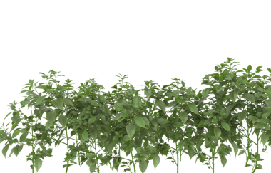 Beyaz arkaplanda yaprakları olan taze yeşil ağaç, 3 boyutlu resimleme