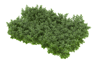 3 boyutlu illüstrasyon. Beyaz arkaplanda yeşil çalı