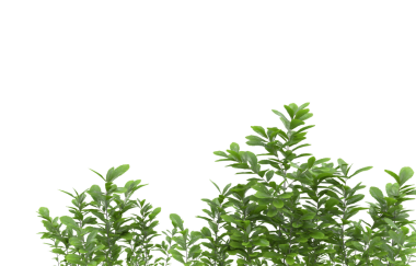 Beyaz arkaplanda izole edilmiş yeşil ağaç yaprağı