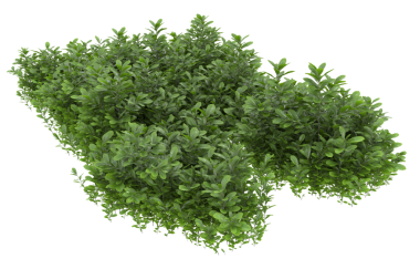 Beyaz arka planda izole edilmiş yeşil çalılık, 3 boyutlu illüstrasyon.