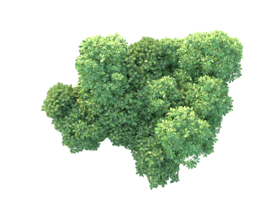 Siyah arka planda yeşil çimen.