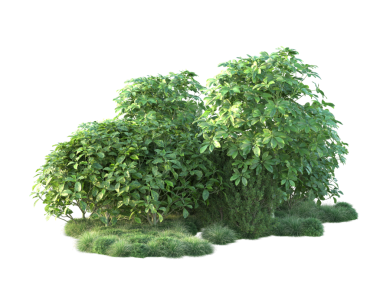 bush beyaz zemin üzerine izole