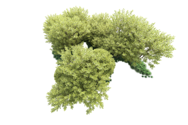 Beyaz arkaplanda izole edilmiş ağaç