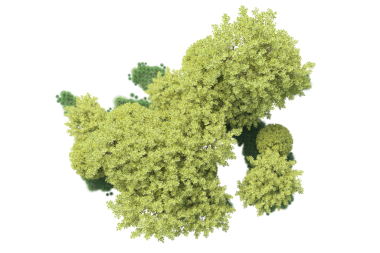 Beyaz arkaplanda yeşil brokoli