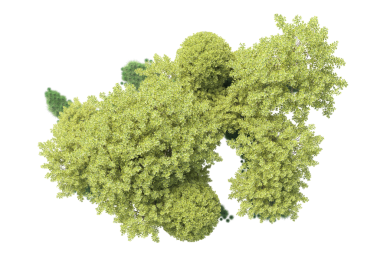 Brokoli beyaz arkaplanda izole edildi