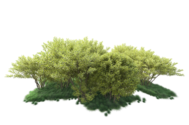 Yeşil bir ağacın vektör illüstrasyonu