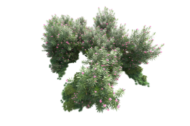 yeşil çam ağacı gri arkaplanda izole edilmiş