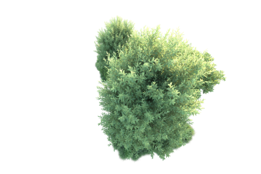 Beyaz arka planda izole edilmiş yeşil ağaç. 3D illüstrasyon, illüstrasyon -