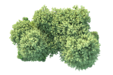 Siyah arkaplanda yeşil çalı izole