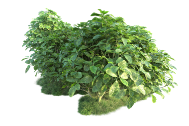 Beyaz arkaplanda izole edilmiş yeşil bir ağacın 3 boyutlu görüntülenmesi