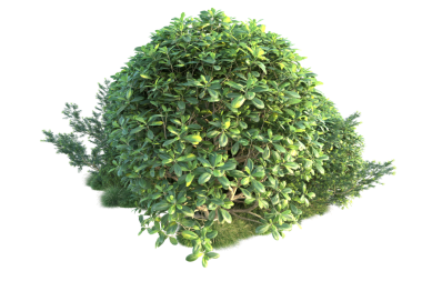 Beyaz arkaplanda yeşil çalı izole