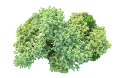 Siyah arkaplanda izole edilmiş ağaç