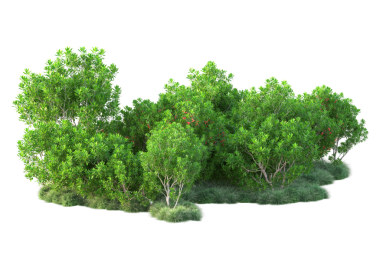 Beyaz arkaplanda izole edilmiş ağaç