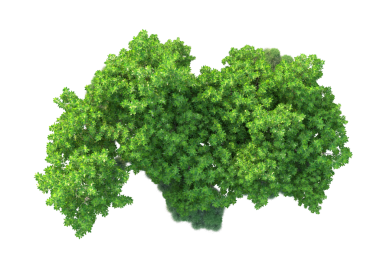 Beyaz arkaplanda izole edilmiş ağaç, vektör illüstrasyonu