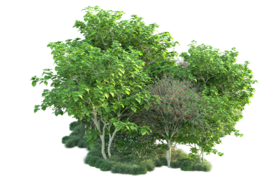 kırpma yolu ile beyaz arkaplan üzerinde izole ağaç