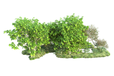 Beyaz arkaplanda izole edilmiş yeşil ağaç.