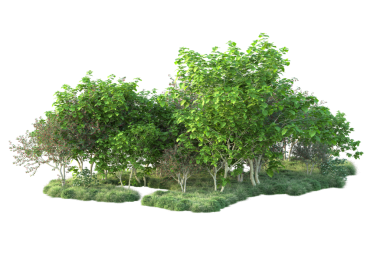 Beyaz arkaplanda ağaç