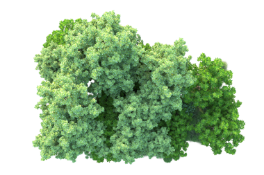 Siyah arka planda izole edilmiş yeşil ağaç. 3d illüstrasyon 3d canlandırma