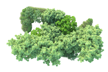 beyaz arkaplanda izole edilmiş yeşil ağaç